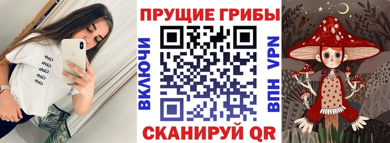 Псилоцибиновые грибы прущие грибы  Вышний Волочёк 
